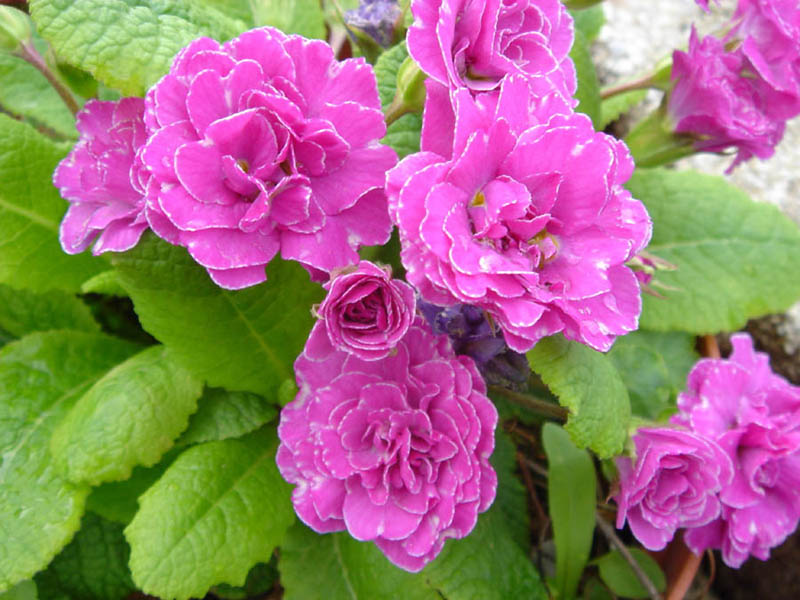 Primula 'Easter Bonnet' photo